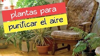 10 plantas de interior que limpiarán el aire de tu casa â˜ž #EcoTips