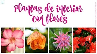 Plantas de interior con flores (parte 1)