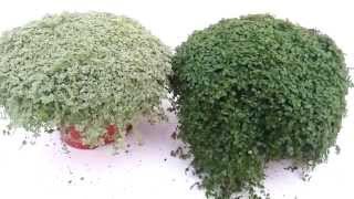 Soleirolia. Lagrimas de angel. Planta tapizante.