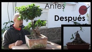 Bonsai mediocre a bonsai de calidad – 25€