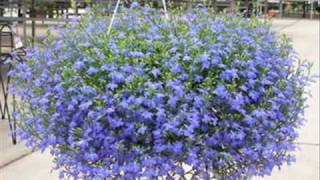 Cestas de flores colgantes