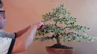Como hacer un bonsai en 24 horas Antonio Ruiz