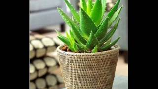 Mejores 19 Plantas de Interior