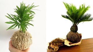Nueva planta KOKEDAMA Ideas | Mejor Compilación KOKEDAMA #50 | Bola de musgo japonesa