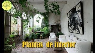 Plantas  de interior, condiciones y algunos ejemplares