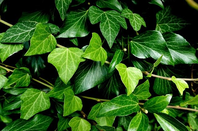 Â¿Ama La Jardinería? Pruebe Estos Consejos De Jardinería Ecológica