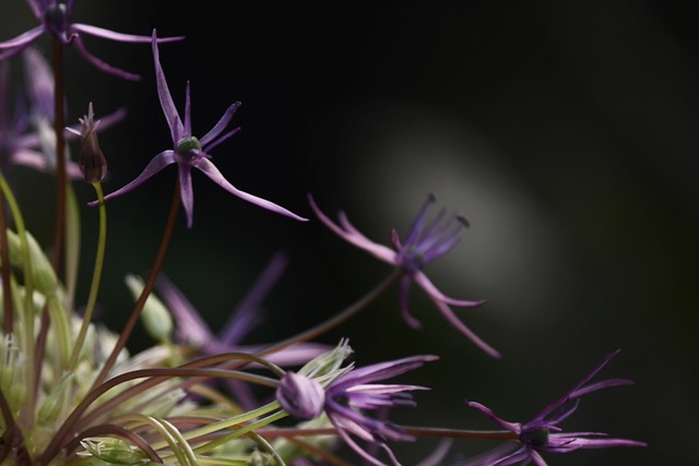 Siga Estos Consejos Para Obtener Más Información Sobre La Jardinería Orgánica