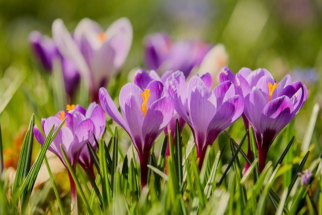 Â¿Te Interesa La Jardinería Orgánica? Lea Estos Consejos!