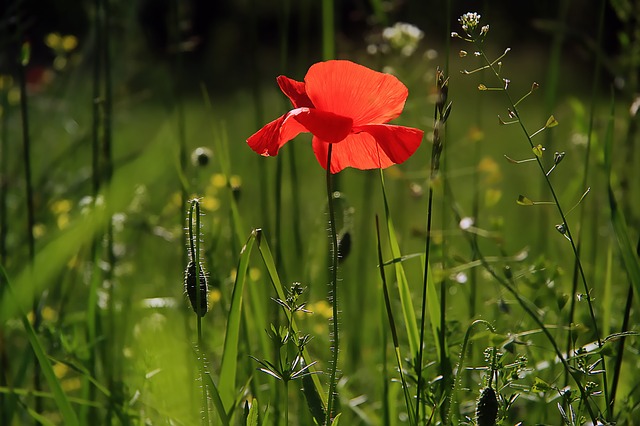 Utilice Estas Ideas Para Construir Un Jardín Orgánico Libre De Pesticidas