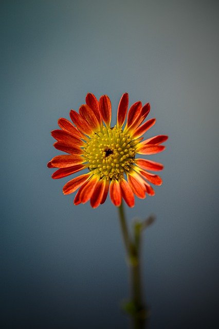 Cómo Tener éxito Con Su Propio Jardín Orgánico