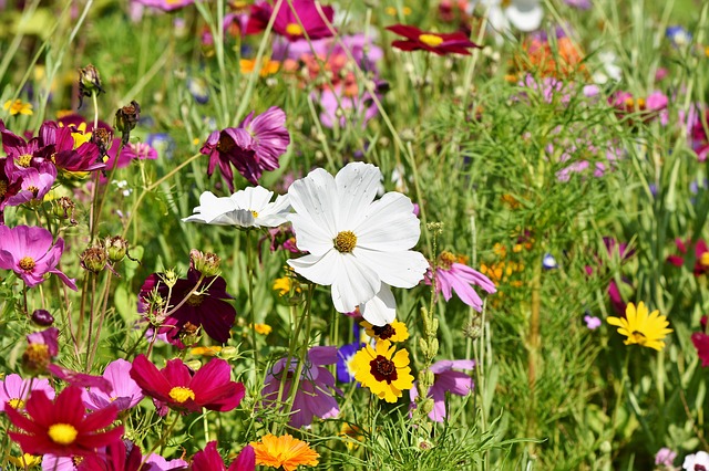 Â¿No Está Seguro De Jardinería Orgánica? Â¡ Utilice Esta Excelente Información!